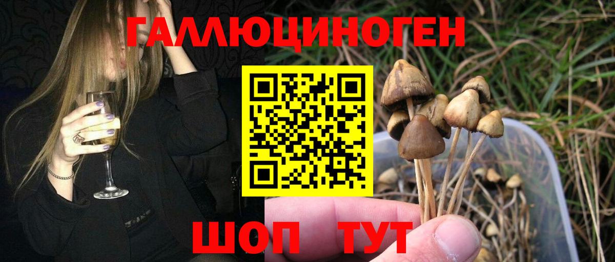 Карачаевск  Псилоцибиновые грибы Psilocybine cubensis  цены наркотик  Псилоцибиновые грибы MAGIC MUSHROOMS  Вход с VPN 